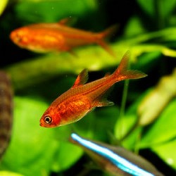How To Care For Aquarium Fish
